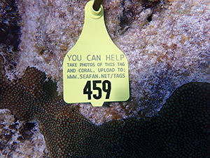 tag with contact information attached to a piece of coral