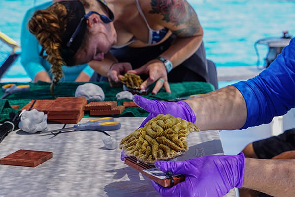 scientists examine collected corals