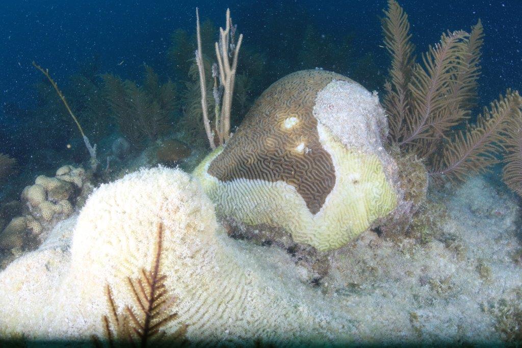 diseased stony coral