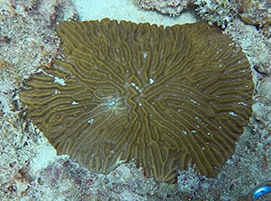 a healthy susceptible species coral in area with infected coral