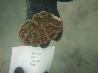 Cactus coral being collected from a reef