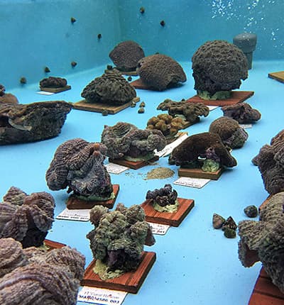 rescued corals in quarantine tanks