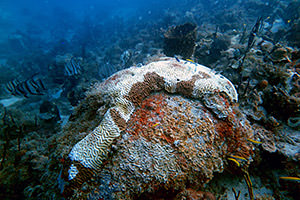 coral with Stony Coral Tissue Loss Disease. Credit: Department of Planning and Natural Resources