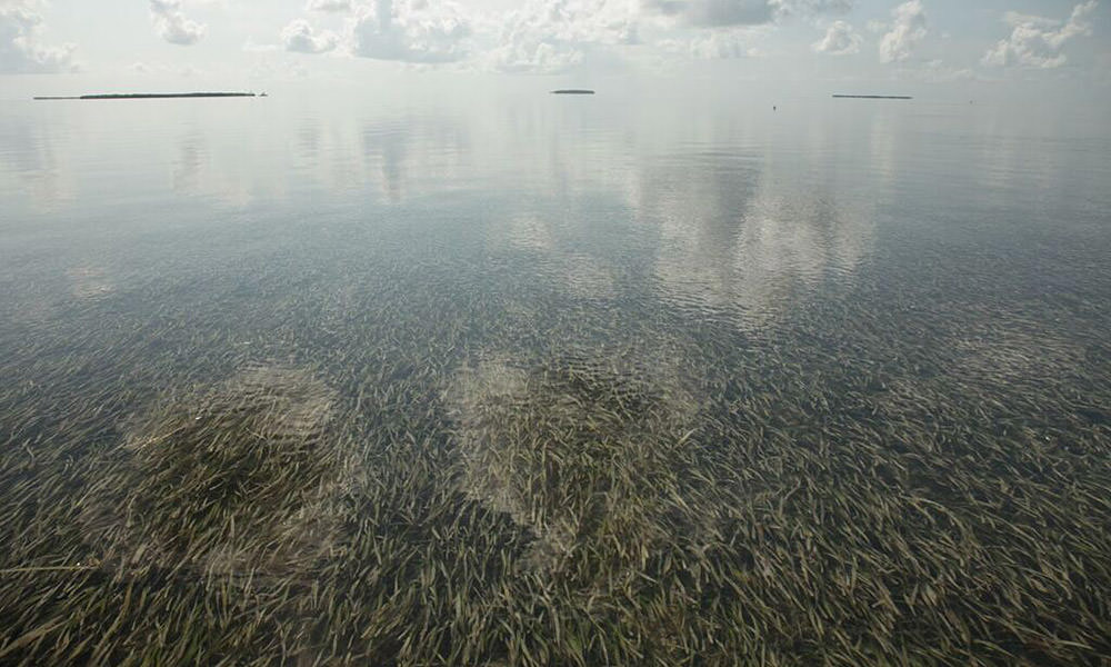 view of seagrass from above the water