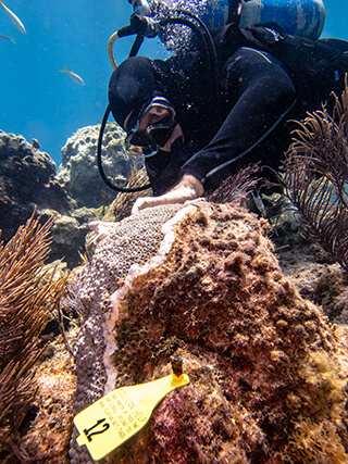 diver applies an antibiotic paste to a diseased colony of great star coral
