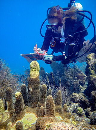 diver surveys coral