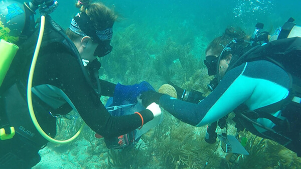 Divers collecting corals