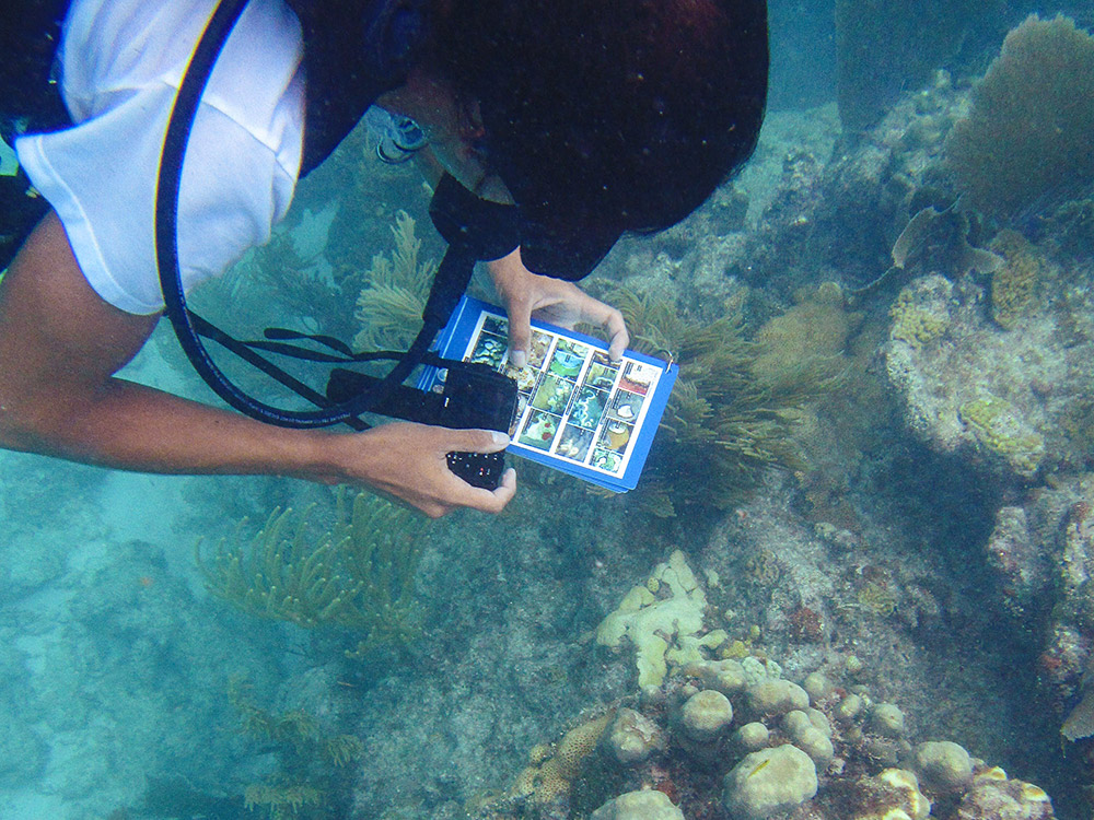 Diver using Disease Identification Cards to identify deseased coral