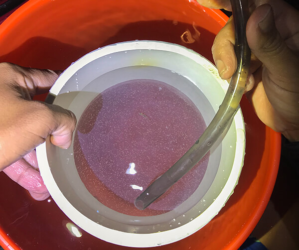 Pink fluid in a bucket