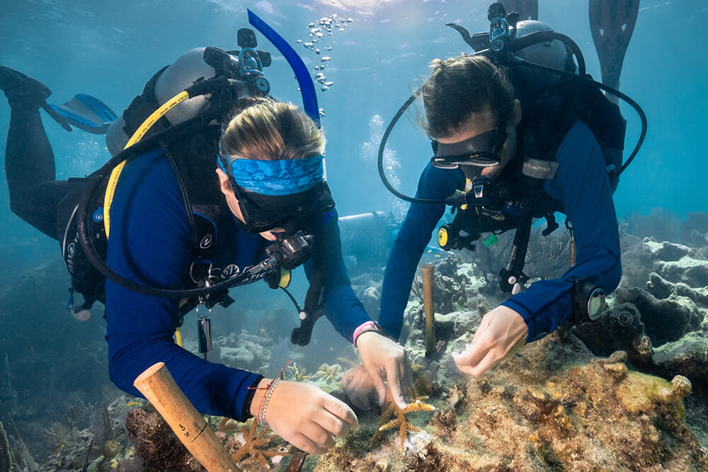 divers trasplant coral