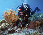 A diver plants langhorn coral