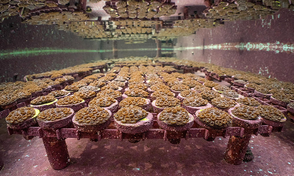 nursery growing coral