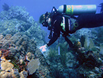 A diver inspects corals