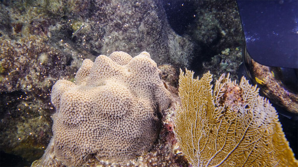corals on the seafloor
