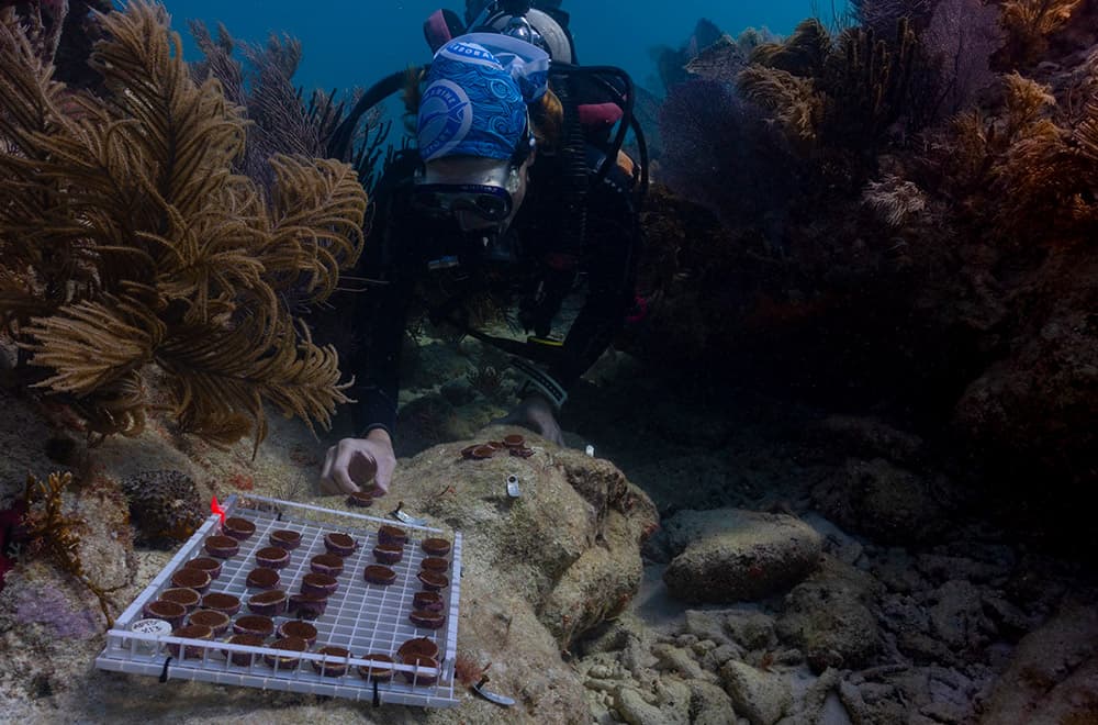 diver outplants small fragments of boulder coral on a reef