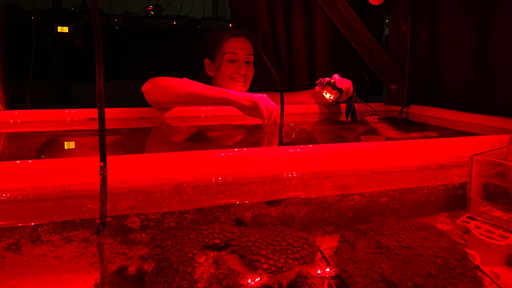A person tends to corals in a room with red light