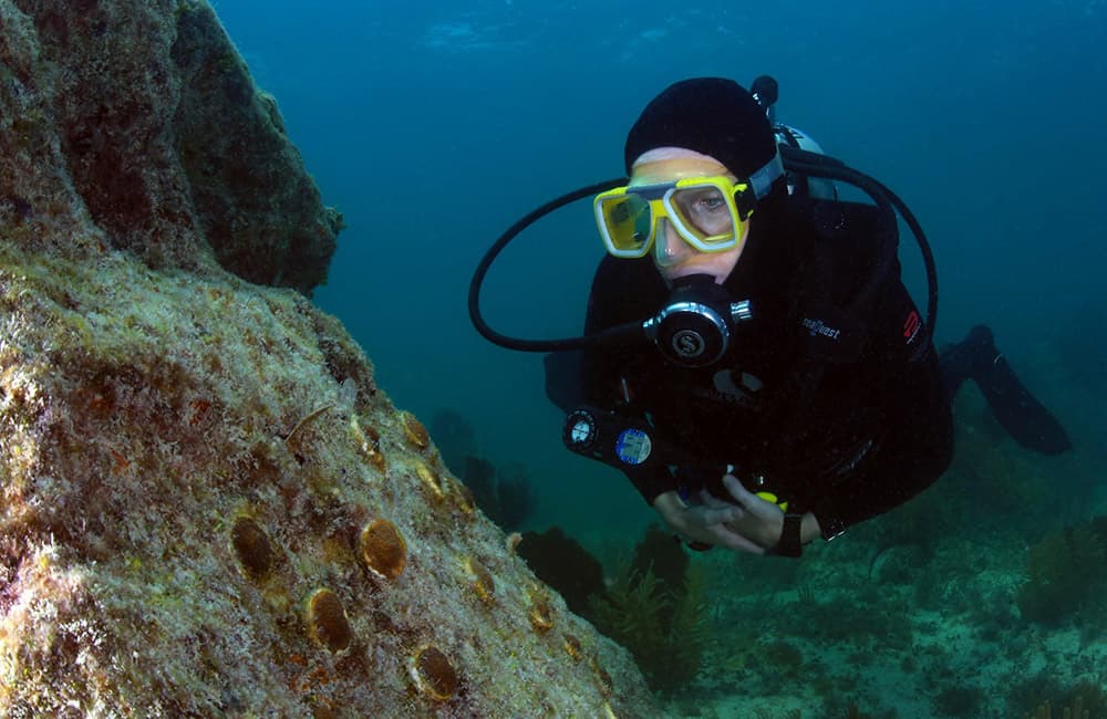 Sarah Fangman examines coral during a dive