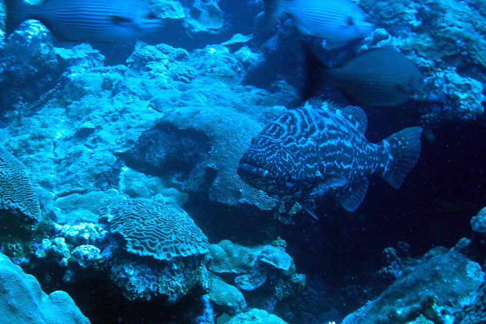 A grouper swims in front of corals
