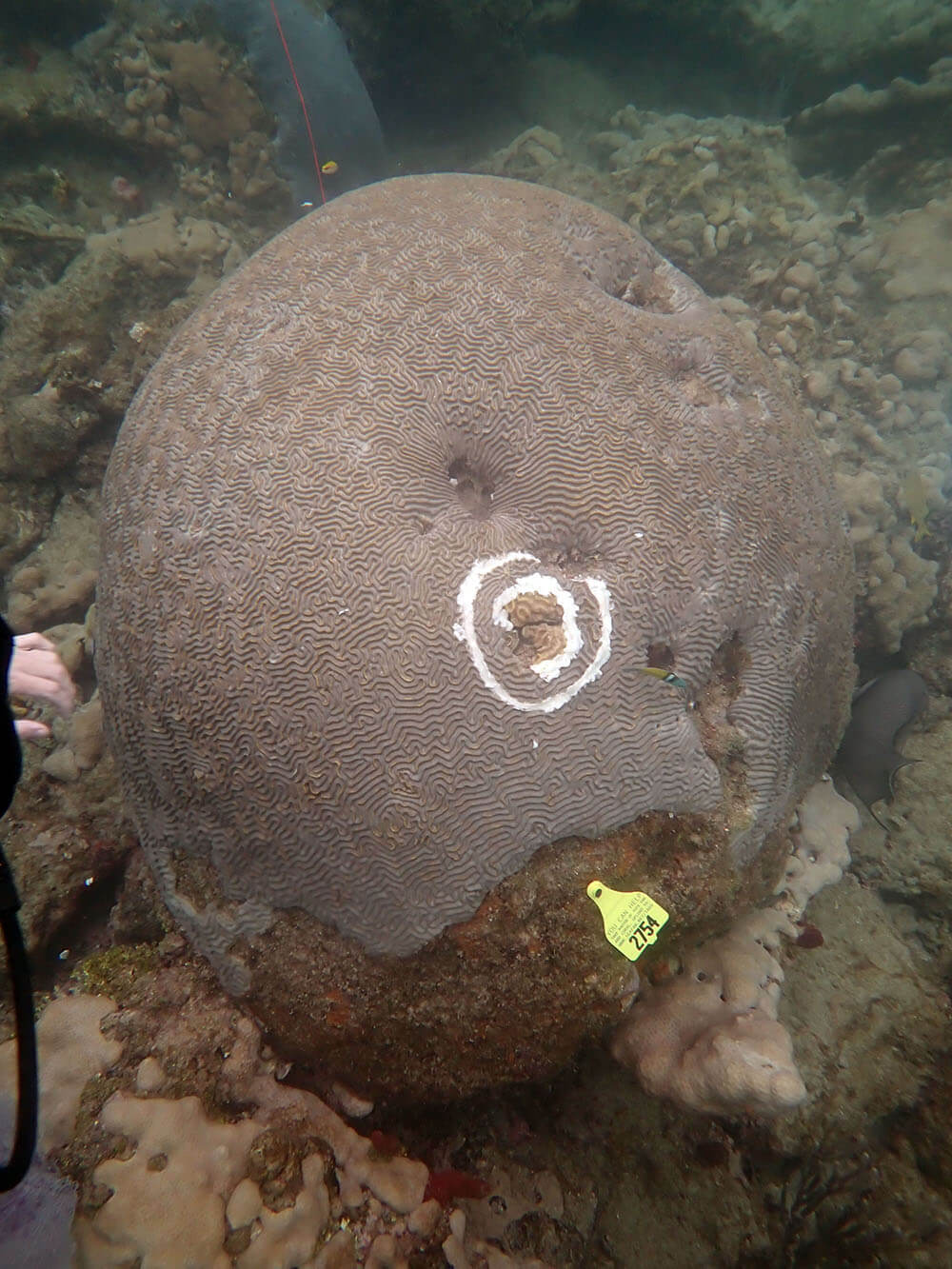 Diseased coral head
