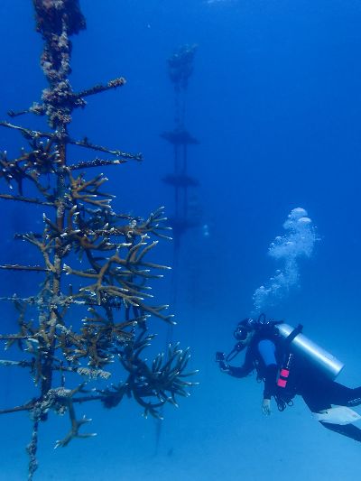 diver photographing a underwater coral nursery