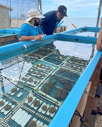 two people examining a coral nursery