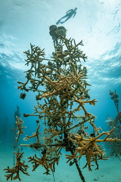 A coral tree in the foreground and a snorkeler on the surface above.