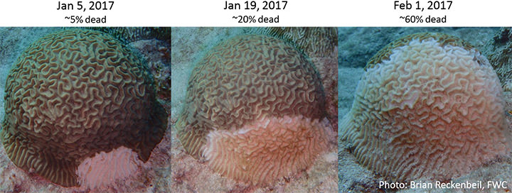 three images from jan. 5th, 17th and feb. 1 showing the progression of the disease on a coral