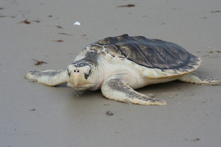 A sea turtle on a beach