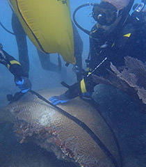 divers using lift bags to flipp and stabilize a 700 lbs brain coral
