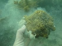 corals broken and dislodged with sections of the reef framework fractured
