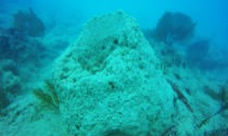 Sand and sediment stirred up by Hurricane Irma cover a sponge
