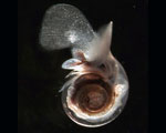 shell damaged by ocean acidification