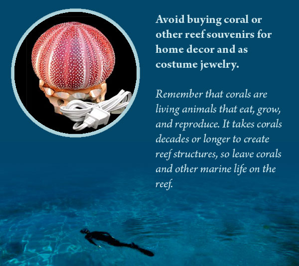 Avoid buying reef souvenirs