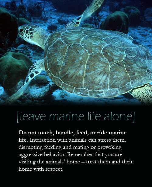 Don't touch, handle, feed, or ride marine life