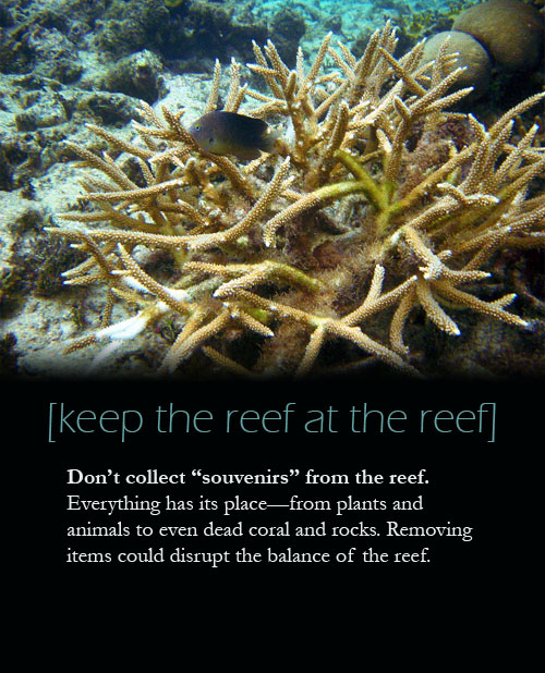 Don't collect souvenirs from the reef