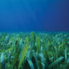 closeup seagrass