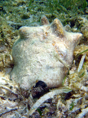conch on a seagrass bed in the sanctuary