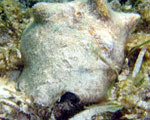 Queen conch in seagrass