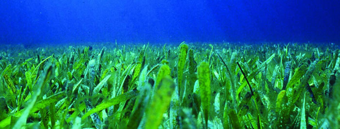 What is seagrass?