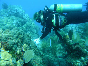diver doing research