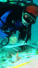 Photo of diver looking at conch.