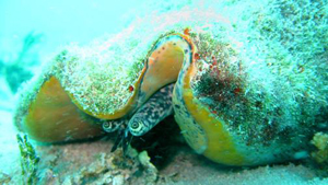 Photo of queen conch with eyes showing.
