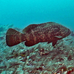 Photo of Goliath grouper.