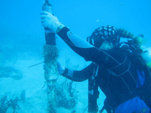 Photo of diver holding acoustic receiver.