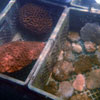 corals in nursery