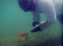 diver looking at seagrass