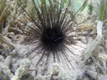 Long-spined sea urchin.