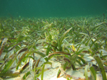 Seagrass meadow.