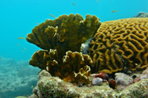 coral scene