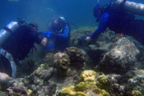 divers conducting research